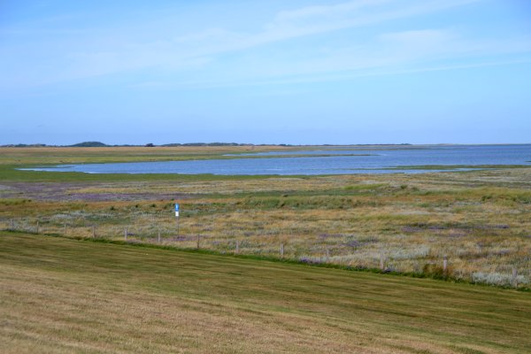 Borkum Deich und Salzwiesen